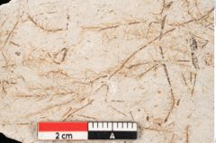 Foto (Detailansicht) von Hypnum sagorianum Ettingshausen (NHMW-GEO-2024-0188-6739)